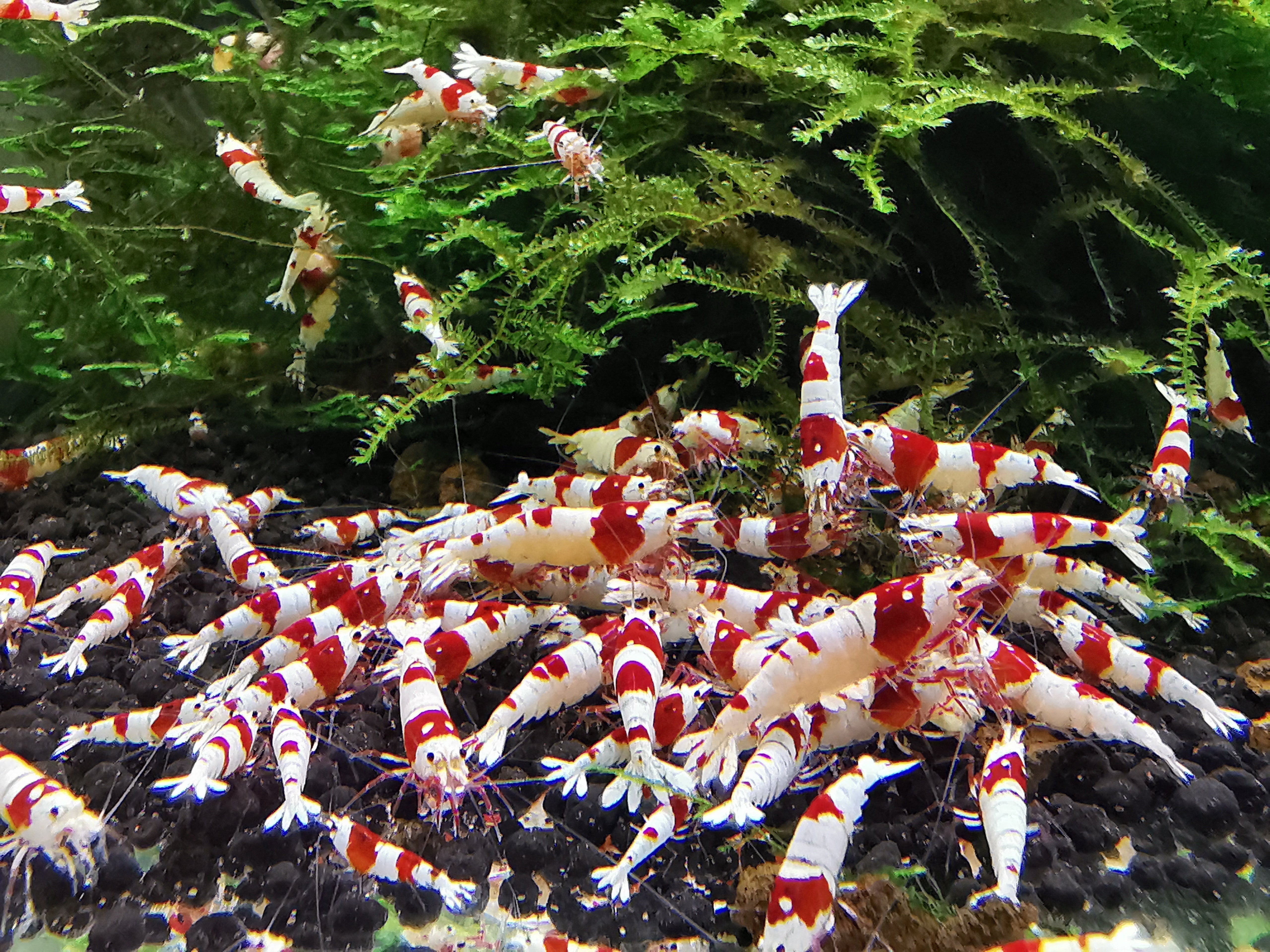 Att börja med räkor - så lyckas du!