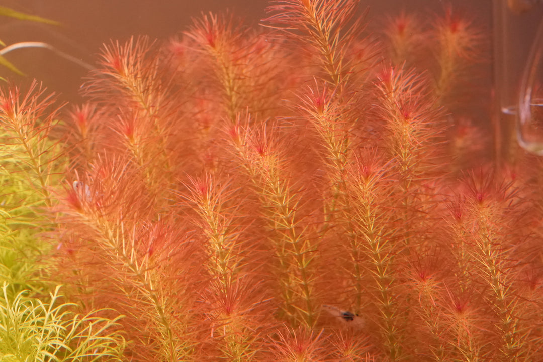 Rotala wallichii