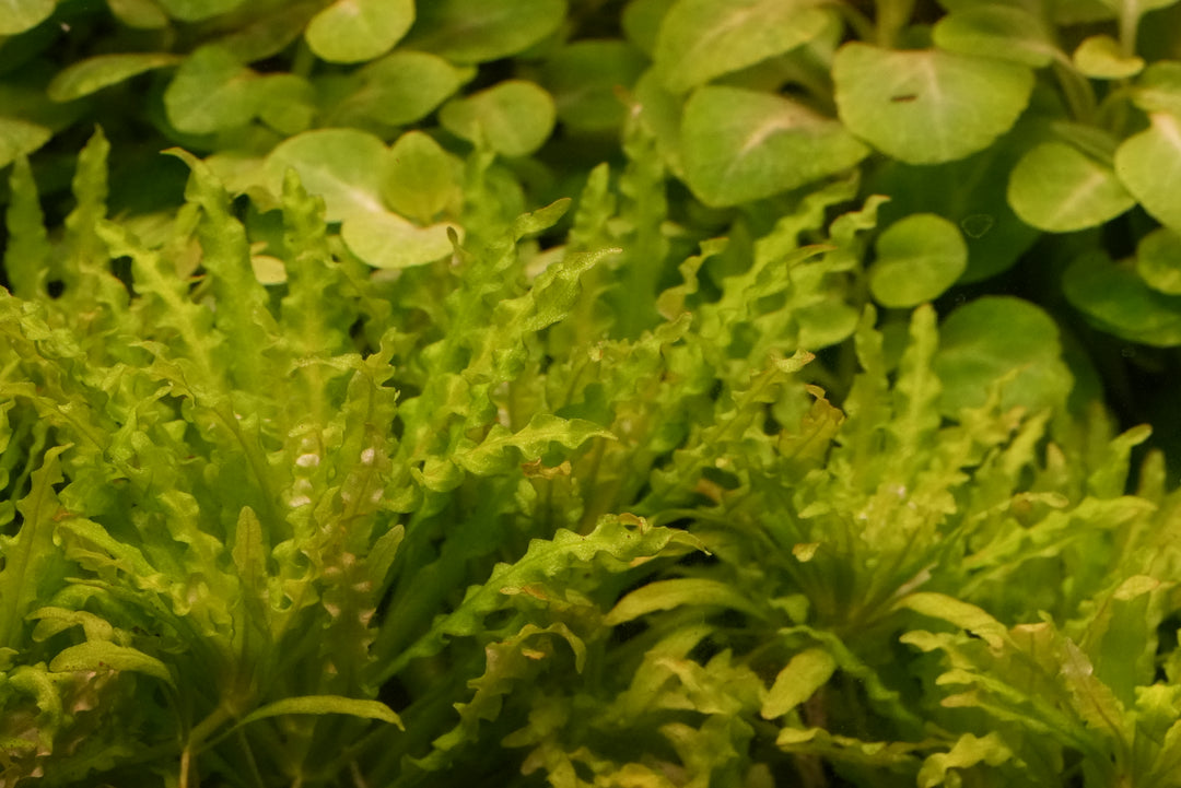 Pogostemon helferi