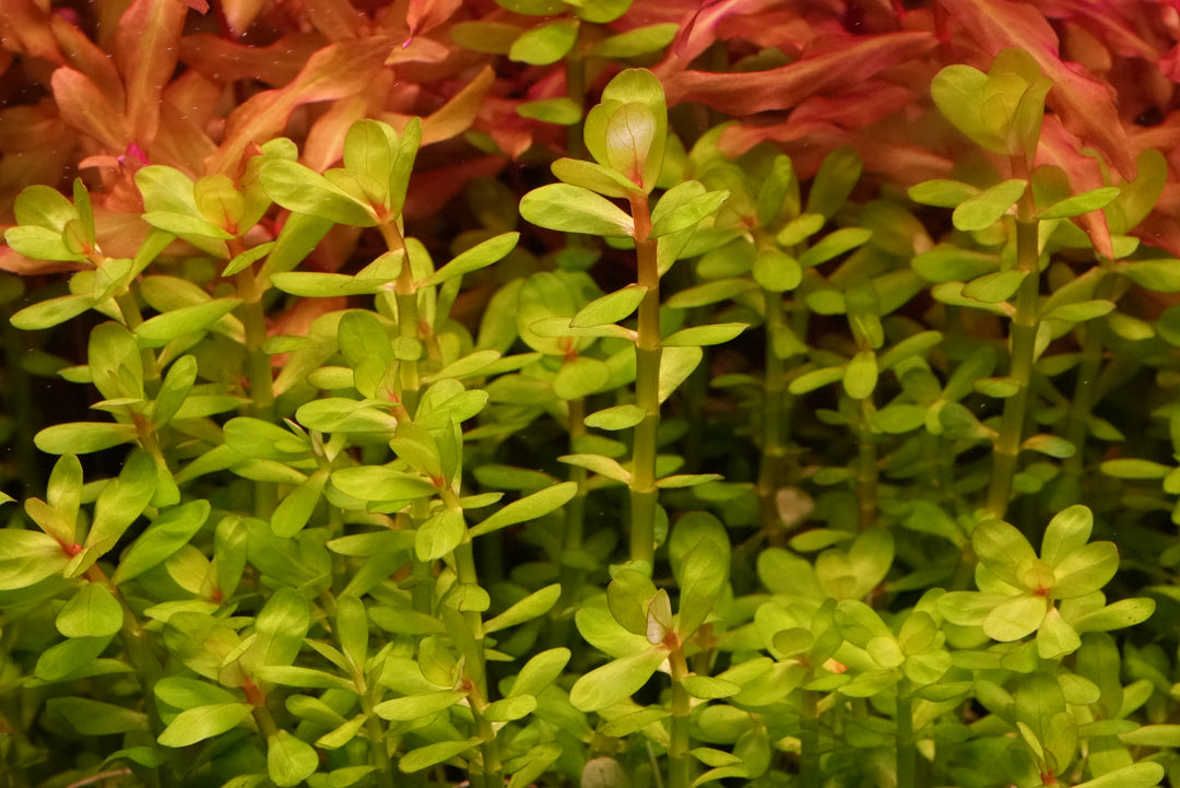 Rotala indica 'Bonsai'