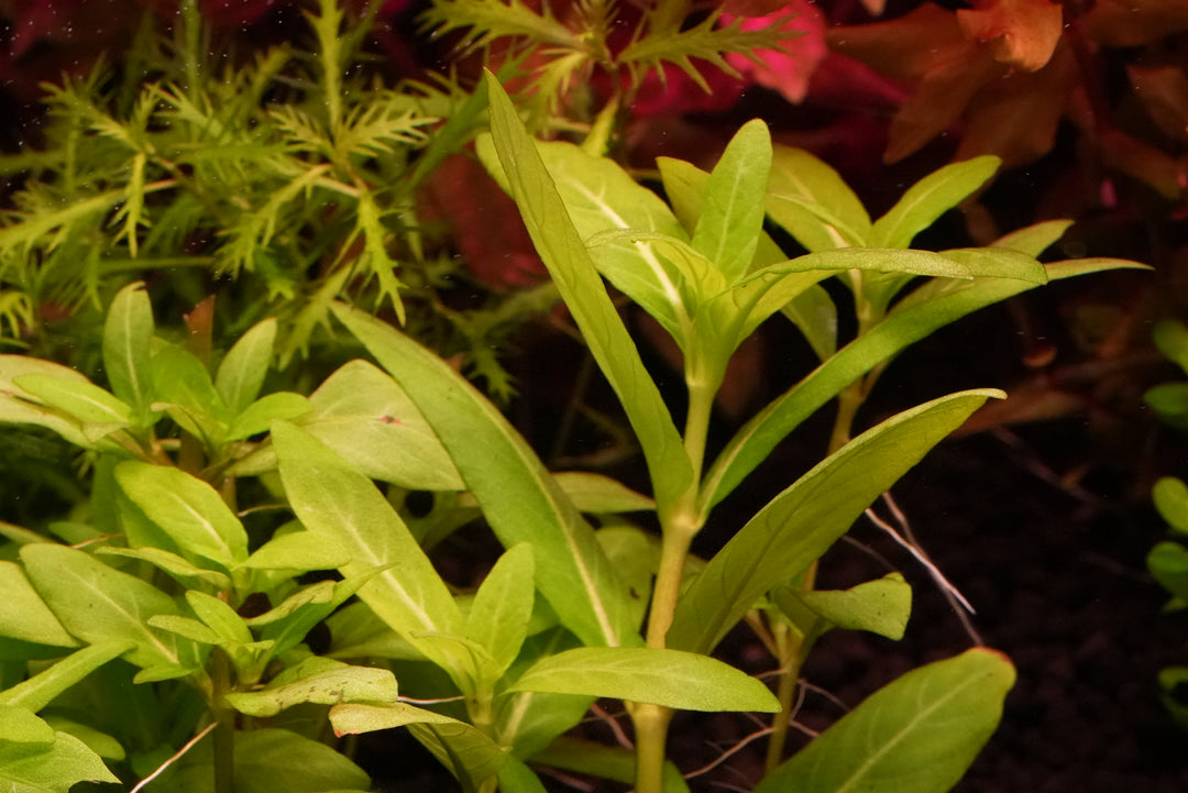 Staurogyne repens