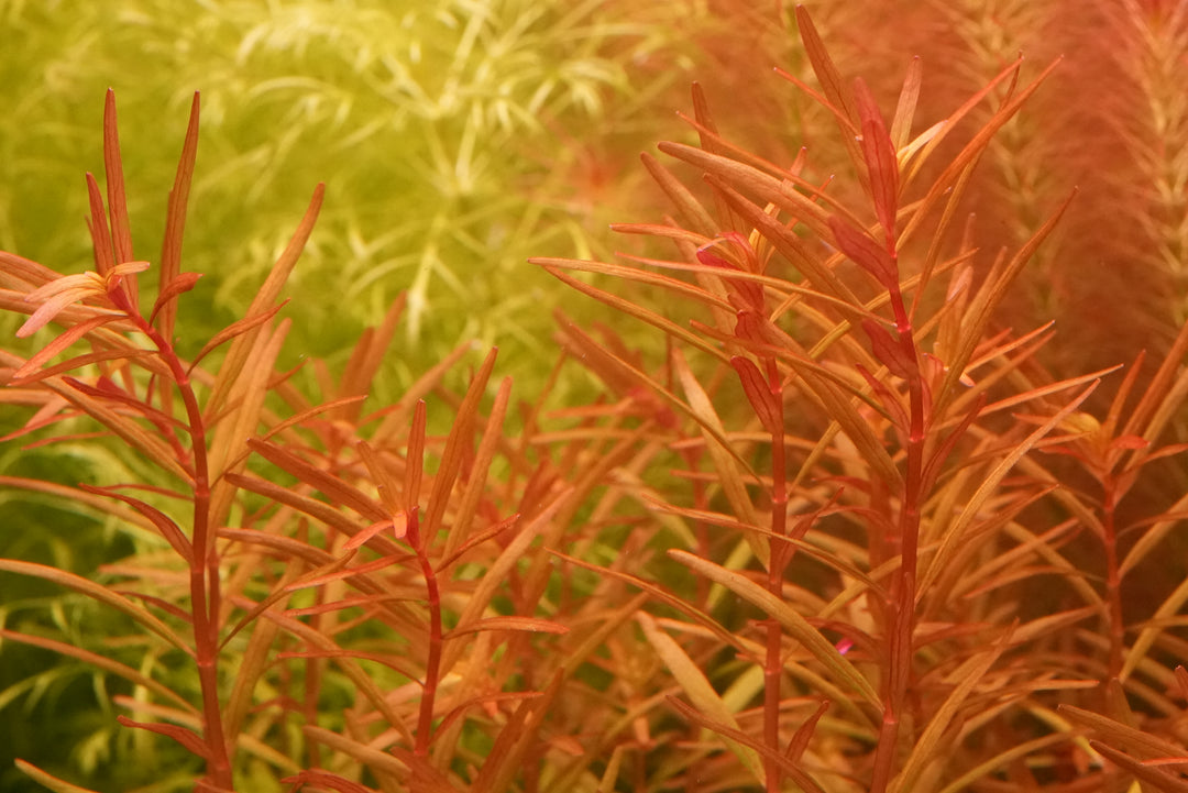 Rotala rotundifolia 'H'ra'